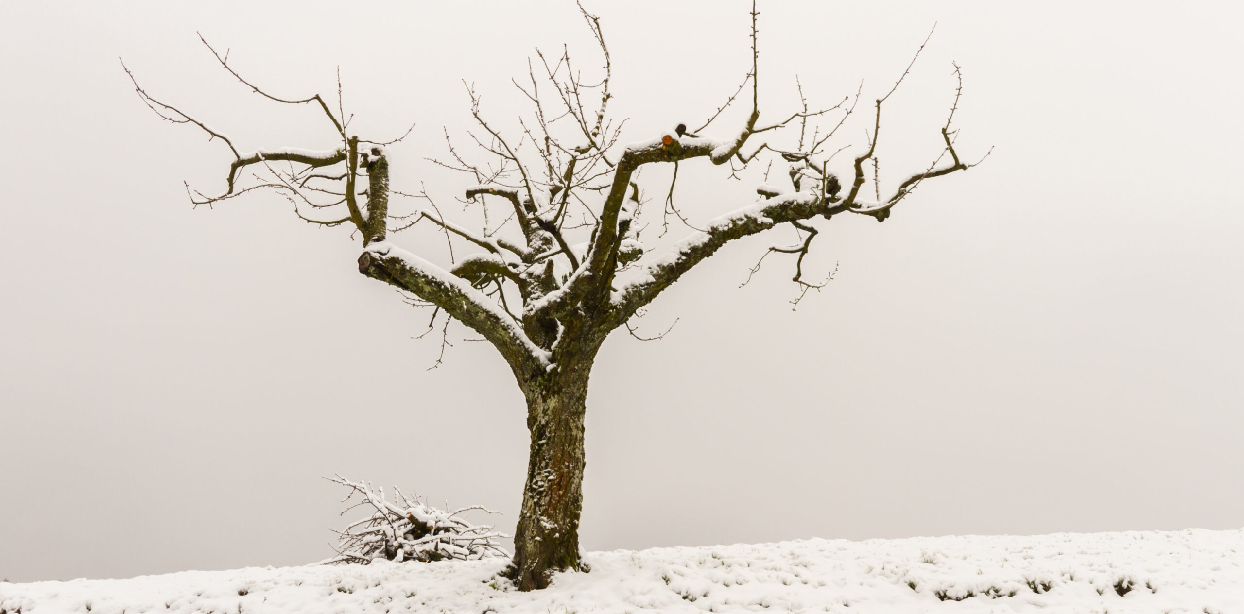 Dorfakademie Nr.xx Obstbaumpflege mit Dirk-Reservieren