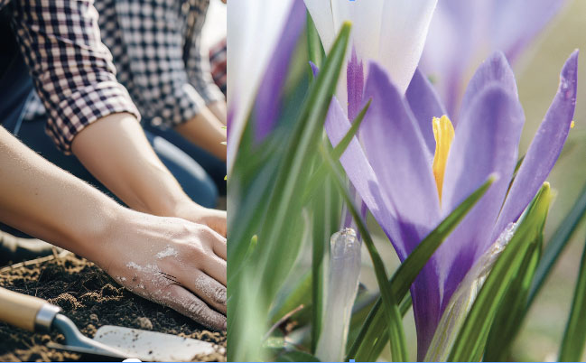 Mach Mit - Krokusse pflanzen auf dem Dorfplatz